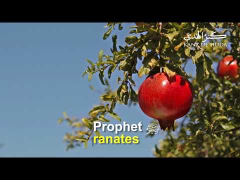 Prophet Mohammed ﷺ Favourite Fruit Pomogranate (The Fruit From Paradise And It's Benefits)
