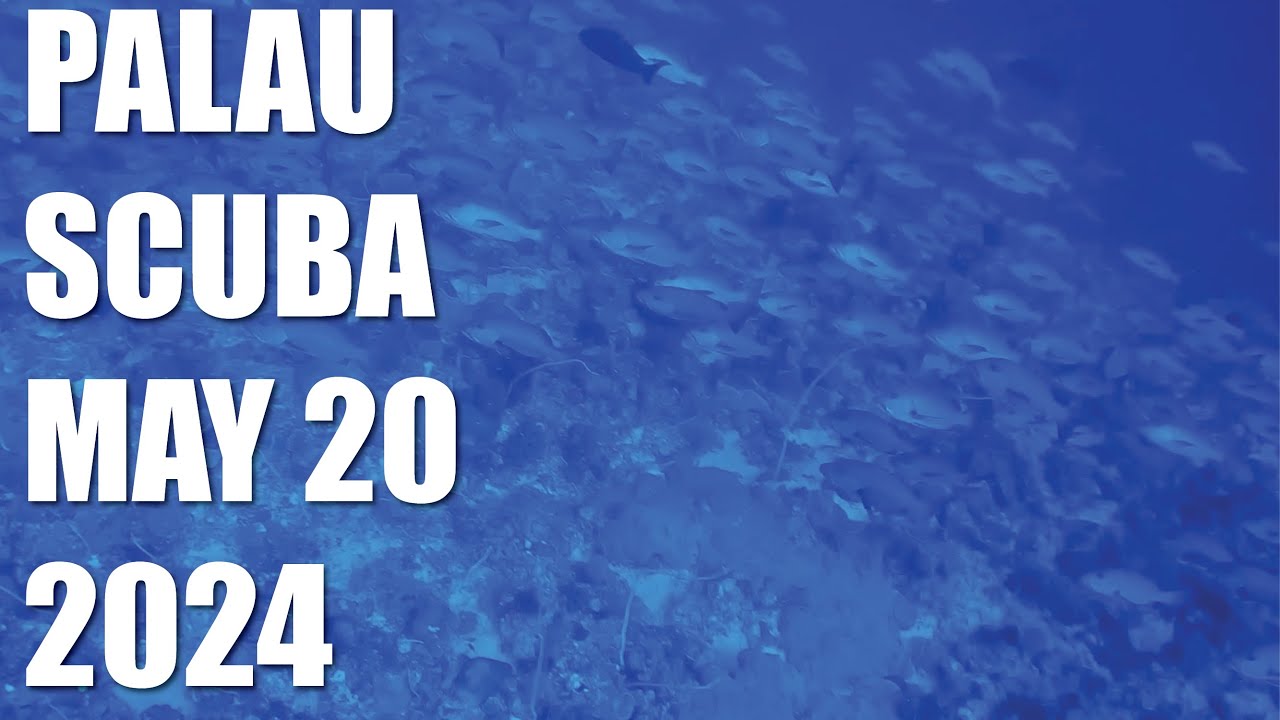 Spectacular Schools and Stunning Coral: Palau Diving Day 2