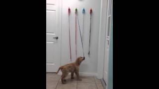 Puppy wants to go for a walk. Red Rover Retreat dog boarding, grooming and daycare in Cedar City, UT