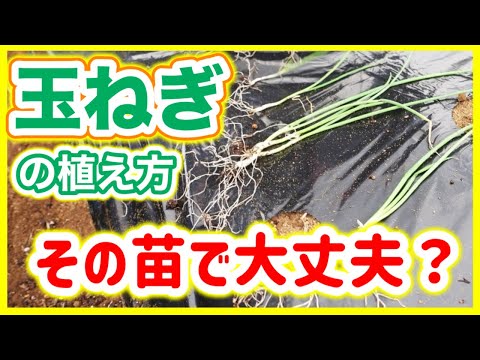 なぜ蘭にタマネギを入れるのですか？成長と開花を活性化するための4つの奇跡的なヒント  庭園