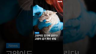 벳플러스 라이펙스 60p (1개)_동영상_이미지