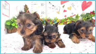 ペットショップCOO&RIKU No00703802(ヨークシャーテリア)