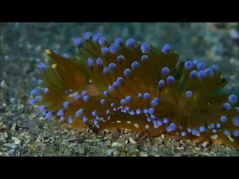 Antiopella cristata