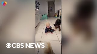 Paralyzed dog shows baby how to crawl