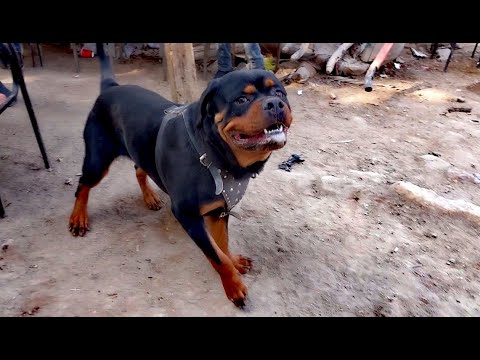 كلاب شرس ومستويات حلوه وعاليه في سوق الجمعه بالسيد عايشه سوق الكلاب