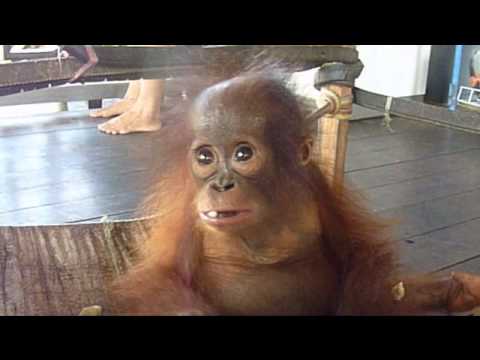 Baby orangutan Noel enjoys a little snack time!