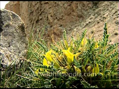 Buttercup family flowers along Amarnath Yatra route in Kashmir? Or an alpine trefoil?