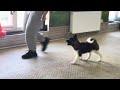 Отработка движения щенка акиты в хендлинг-зале, 3 мес