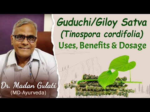 Guduchi giloy satva tinospora cordifolia uses benefits and d...