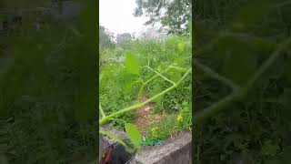 Download lagu Wild Plant to Treat Tumors or Lumps#shorts mp3
