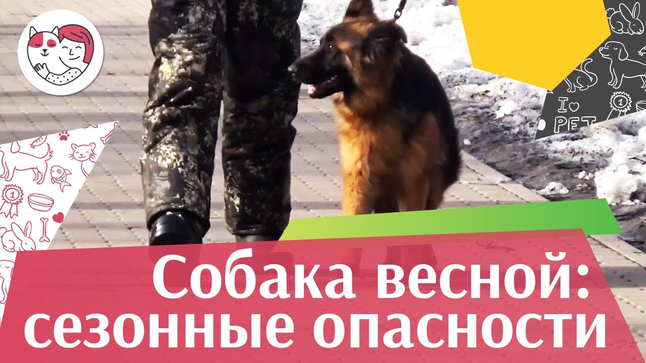 Опасности для собак весной на ilikepet
