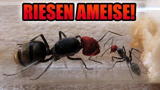 Meine neue seltene Ameisen Kolonie - Unboxing und Einrichten der Ameisenfarm!