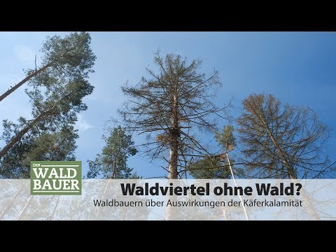 Waldviertel ohne Wald?