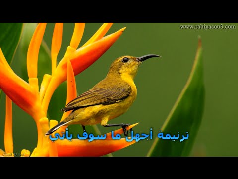 اجهل ما سوف يأتي