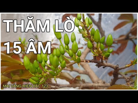 🔴 QBS2179 - THĂM LÒ Ủ NHIỆT MAI VÀNG NGÀY 15 ÂM LỊCH || KÍCH NỤ MAI VÀNG NỞ KỊP TẾT || HOA MAI VÀNG