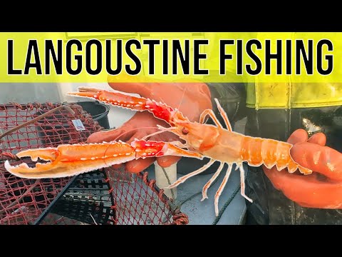 Fishing for Langoustine in Norwegian Fjord (Norway Lobster)