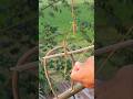 Parrot Catching Technique ️ Best Bird Trap Shorts Youtubeshorts