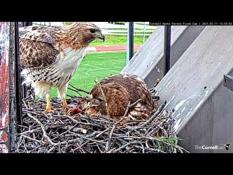 Arthur Delivers Partial Gosling To Big Red And Chicks At #CornellHawks Nest – May 11, 2021