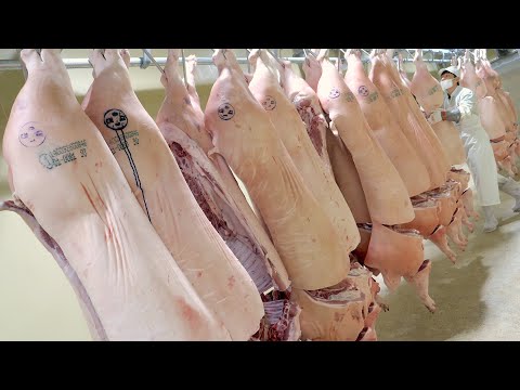 , title : '돼지만 월평균 2000두 해체!? 발골 장인들이 펼치는 통돼지 해체 과정. 한국의 육가공 공장 / Amazing Korean meat processing factory'