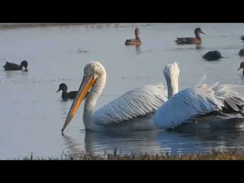 Dalmatian pelican bird in wild
