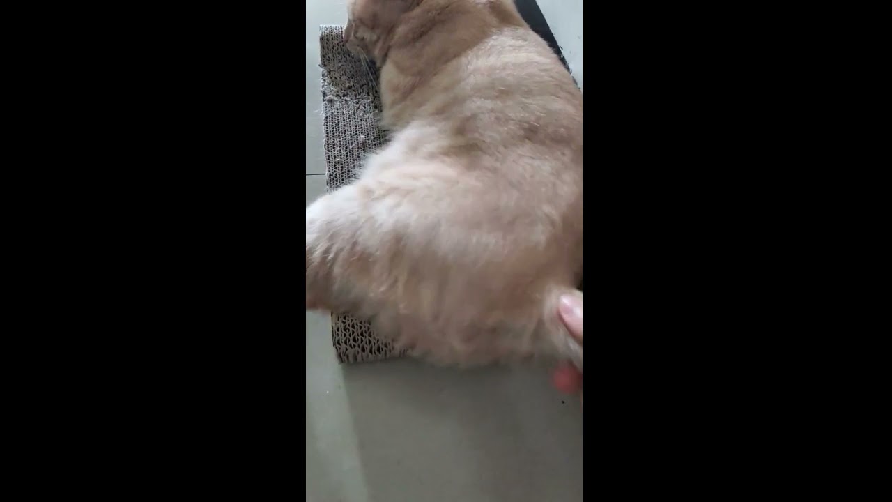 A Fat Cat Sleeping On The Scratchboard