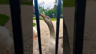 Pick a fight #goldfinger #geese #subscribe #shortsviral #youtubeshorts #viralvideo