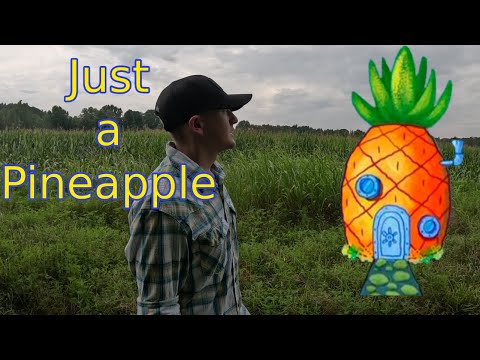 Just a Pineapple Music Video