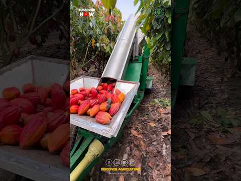 Harvesting & Processing Cocoa at the Same time..!