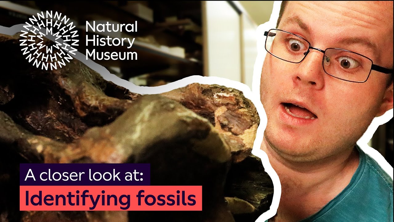 A closer look at identifying fossils