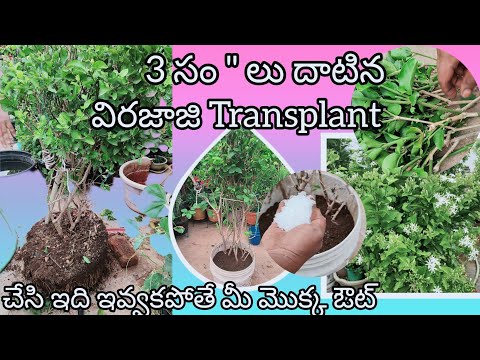 Repotting my 3 years old virajaji plant | విరజాజి మొక్క బాగా పూయాలి అంటే ఇలా చేయండి