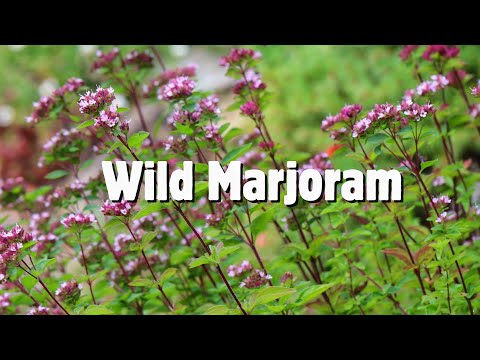 Wild marjoram/ Oregano identification