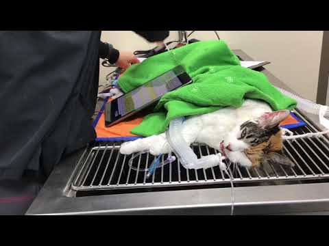 Recovery From General Anesthesia (Feline)