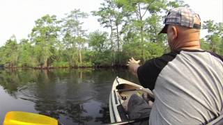 preview picture of video 'Kayak Fly fishing upper Bayou Lacombe'