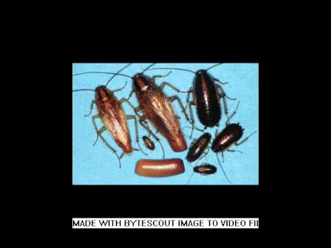Cockroach Pictures