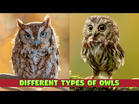 Different Types of Owls - Kids' Guide about Owls #owl #kidslearning #kiddizoo #animalsounds