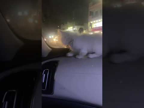 Cutest white Persian kitten in car | teddy kitten Persian cat