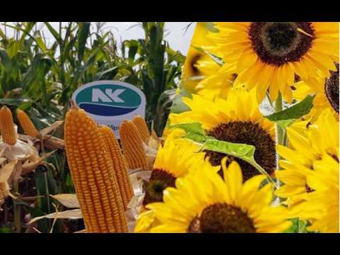 Jornada Punto NK en Sinsacate, Norte de Córdoba, el 21 de abril organizada por GRAIN