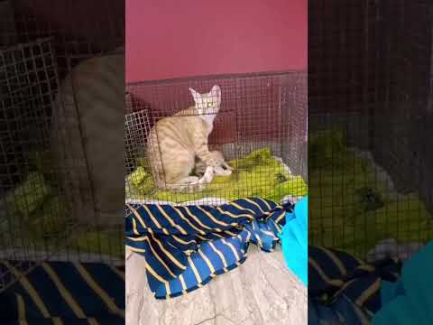 #animal lovers Sujatha Carestraypaws #Street cat lovers #save the street cat and kitten 🐾🐾🐈 YouTube