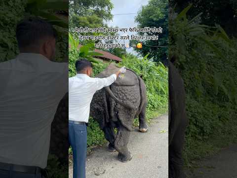 #MeghauliVai #SaveRhino #RhinoConservation #Chitwan #Sauraha 🙏🏻🦏🥰