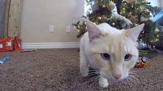 MY CHRISTMAS WAS PRETTY PAWSOME!