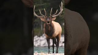 Download lagu Stag Sounds #shorts #deer #wildlife mp3 Download lagu Stag Sounds #shorts #deer #wildlife mp3