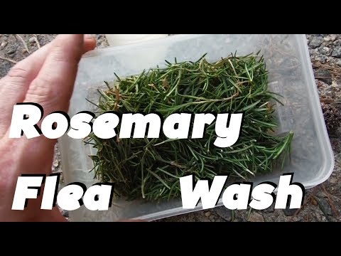 download lagu mp3 mp4 Dog Food Without Rosemary, download lagu Dog Food Without Rosemary gratis, unduh video klip Dog Food Without Rosemary