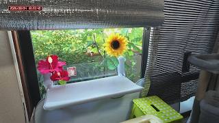三毛猫フミちゃん　 LIVE配信　2026年8月8日　calico cat　(LIVE stream)