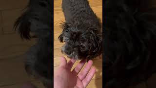 Video preview image #1 Maltese-Unknown Mix Puppy For Sale in Pacolet, SC, USA