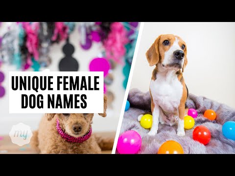 Unique Female Dog Names in 2021
