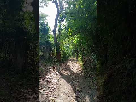 🍃🌬️Windy Morning in Santa Cruz Analquito | Cuscatlán #elsalvador #asmr #naturebeauty #bukele #shorts