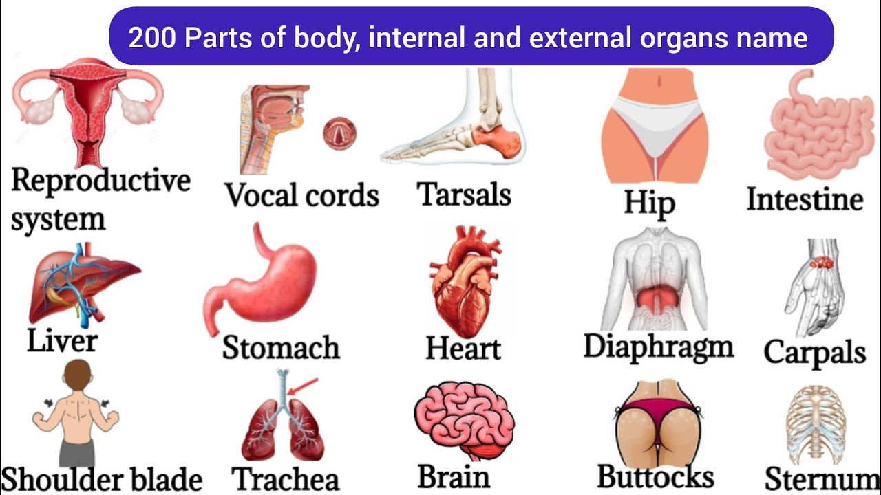 200 Parts Of Body | Listen And Practice | Basic Parts Of Body | Internal Body Parts#bodyparts
