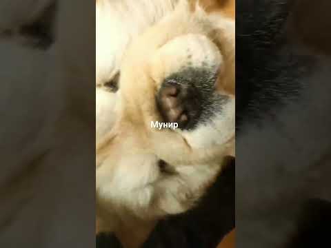 🇪🇬 #funny #dog #doglover 🐕 #dogs #fyp 🐕‍🦺 #dogshorts #animals #تيك_توك  #ترند #shortsvideo #usa