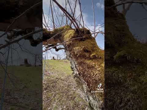 大きなリンゴをたくさん収穫するには、いつ、どのようにリンゴの木を剪定すればよいでしょうか？完全ガイド！  庭園