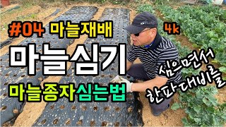 [마늘재배 #04] [4k] 마늘심기 / 마늘밭에 마늘종자 심는 방법 / 깊이 심어 한파에 대비해야 합니다 …